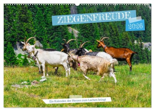 Ziegenfreude (Wandkalender 2026 DIN A2 quer), CALVENDO Monatskalender: Gebirgsziegen sind robuste, kletterfähige Tiere mit wetterfestem Fell. Sie ... und sind anpassungsfähig (CALVENDO Tiere)