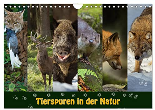 Tierspuren in der Natur (Wandkalender 2026 DIN A4 quer), CALVENDO Monatskalender: Entdecken sie Tiere und deren Spuren in der Natur. (CALVENDO Tiere)
