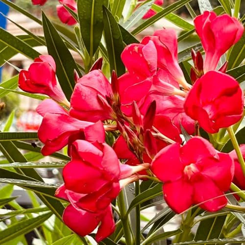 oleander sträucher samen - winterharte kübelpflanzen, deko blumen oleander samen, pflanzen samen, bäume pflanzen blühende sträucher, winterharte blumen sträucher winterhart blühend, 40pcs