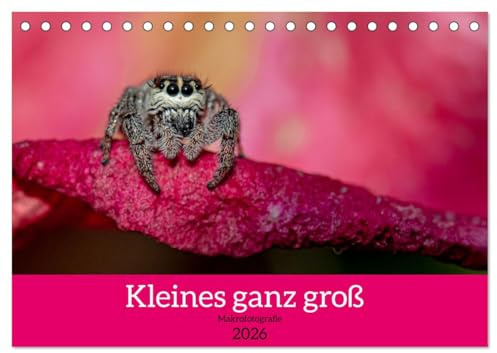 Kleines ganz groß - Makrofotografie (Tischkalender 2026 DIN A5 quer), CALVENDO Monatskalender: Makrofotografie von Insekten (CALVENDO Tiere)