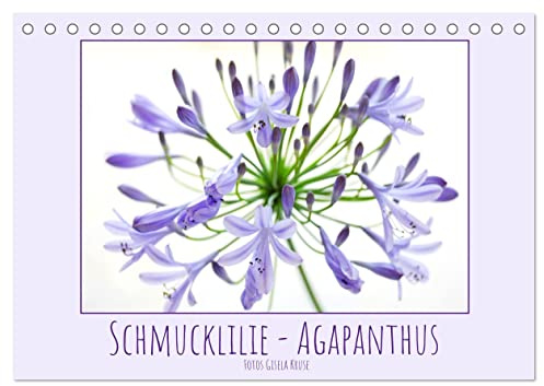 Schmucklilie - Agapanthus (Tischkalender 2026 DIN A5 quer), CALVENDO Monatskalender: Die auch Liebesblume genannte majestätische Pflanze ist ein absoluter Blickfang (CALVENDO Natur)