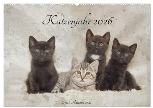 Katzenjahr 2026 (Wandkalender 2026 DIN A2 quer), CALVENDO Monatskalender: Wenn Katzen auf der Straße überleben müssen (CALVENDO Tiere)