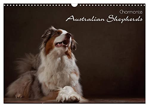 Charmante Australian Shepherds (Wandkalender 2026 DIN A3 quer), CALVENDO Monatskalender: Australian Shepherds im Portrait (CALVENDO Tiere)