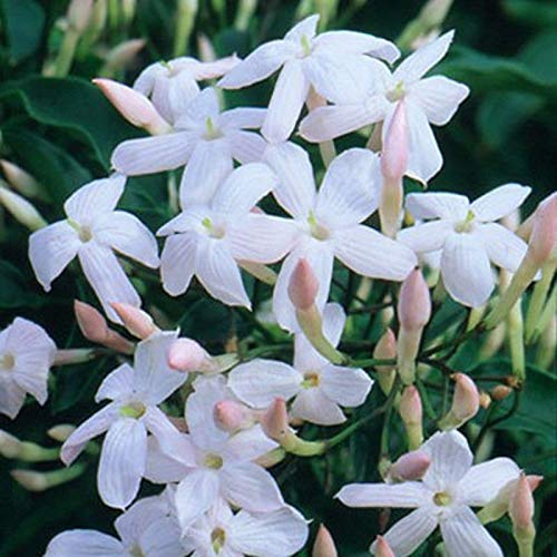 Portal Cool 1 Duft Chinese Jas Jasum polyanthum Climber Garten Bereit 9cm Topf
