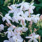 Portal Cool 1 Duft Chinese Jas Jasum polyanthum Climber Garten Bereit 9cm Topf