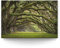 BilderKing Wandbild Baumallee Alte Eichen - 120cm x 80cm Leinwand auf Fertigrahmen + Aufhänger