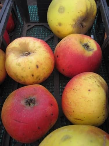 Malus Rheinischer Winterrambur - Winterapfel - 120 cm Stamm