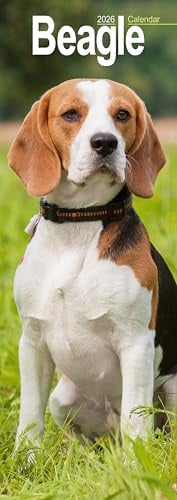 Beagle Slim 2026 Wall Calendar Calendar 2024 Dog Breed Slimline Calendar - 12 Month