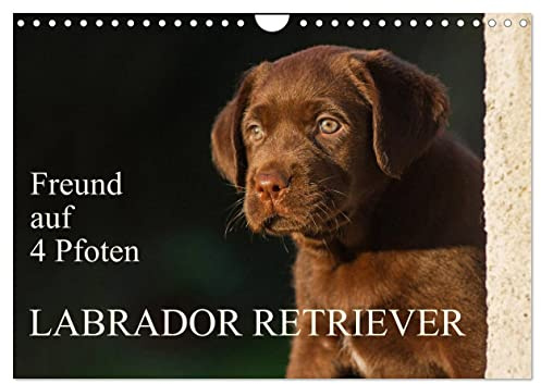 Freund auf 4 Pfoten - Labrador Retriever (Wandkalender 2026 DIN A4 quer), CALVENDO Monatskalender: Der Labrador Retriever, eine der beliebtesten ... Kalenderblättern (CALVENDO Tiere)