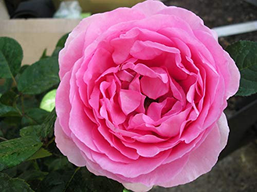 Rose Mum in A Million - Beautiful Pink Potted Garden Rose for Mothers Day - Unique Plant Gift for A Special Mum