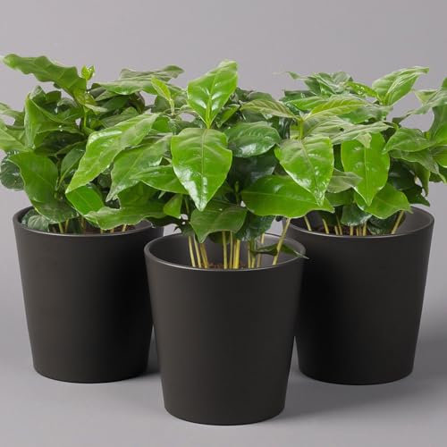 Pflanzen Kölle Kaffeestrauch mit Keramiktopf anthrazit, Topf-Ø 12cm, Höhe ca. 25 cm, 3er-Set