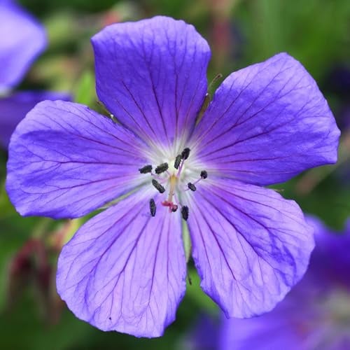 GardenersDream Geranio Blu in Vaso – Pianta da Giardino Fiorita Blu – Geranio Perenne Resistente da Esterno per Giardino (incl. Vaso 11 cm)