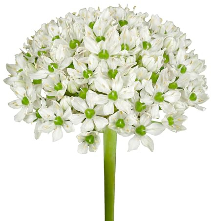 Zierlauchzwiebeln 40 x ’Nigrum’ – The Bulb Farmers - Frühjahr – in den Niederlanden gezüchtet - Zierlauch Zwiebeln – Blumenzwiebeln