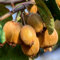 100 pcs kiwibeeren pflanze samen bonzai baum pflanztopf winterharte kübelpflanzen kiwi pflanze winterhart spalierobst plant dekopflanzen obstbäume kaufen zimmerpflanze bonsai baum