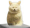 Geteawily Armaturenbrett Wackelkopf Katze - Cartoon Desktop Ornament | Acryl Ornamente für Auto Armaturenbrett und Schreibtisch, Tier Schüttelkopf Auto Dekoration Zubehör