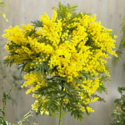 Mimosa Acacia dealbata pianta in vaso 4 litri con canna h. 2 metri e oltre Vivaio di Castelletto