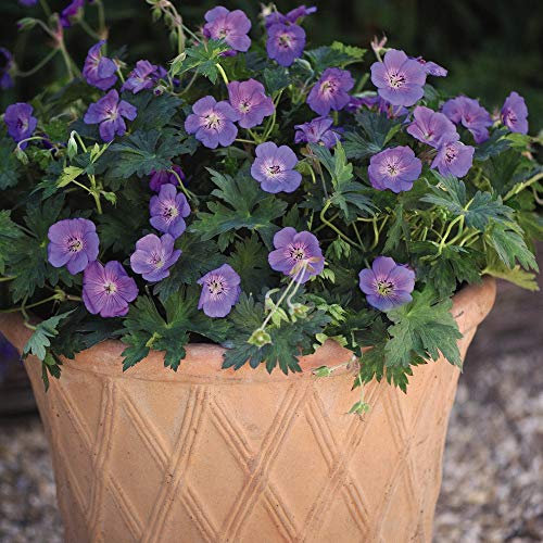 Geranium 'Gerwat' Thompson and Morgan Plug Plants 'Rozanne', Cranesbill, Hardy Perennial, 3X Geranium (3)