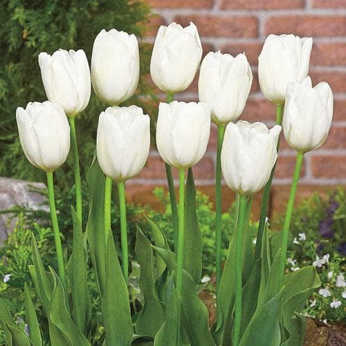Bulbes de tulipes blanches à planter - 20 bulbes sans OGM - Superbes tulipes blanches pour parterres de jardin, bordures, conteneurs, forçage intérieur et décoration printanière élégante ou bouquets