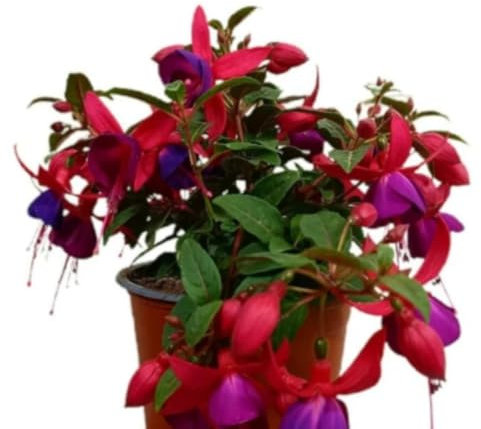 Planta natural Fuchsia, 15-20 cm. Pendientes de la reina. Planta ornamental con flores colgantes en tonos rosa, púrpura y blanco, muy vistosa. Segura Garden.