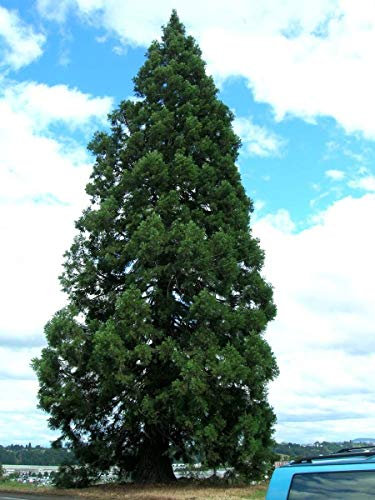 PLAT FIRM Germinazione dei semi: 200 semi: Sequoia gigante, Sequoiadendron giganteum, semi di albero (Veloce, Evergreen, Bonsai)