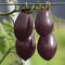 Keimfutter: 50 - Seeds: Agro F1 Hybrid Tomatensamen - EIN sehr Schwerer Produzent All Season !!!!!!