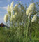 Pampasgras weiße Wedel - Cortaderia selloana