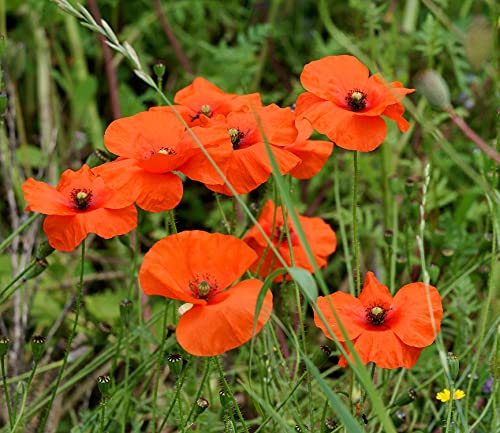 Klatschmohn - Mohn - Blume - 40000 Samen