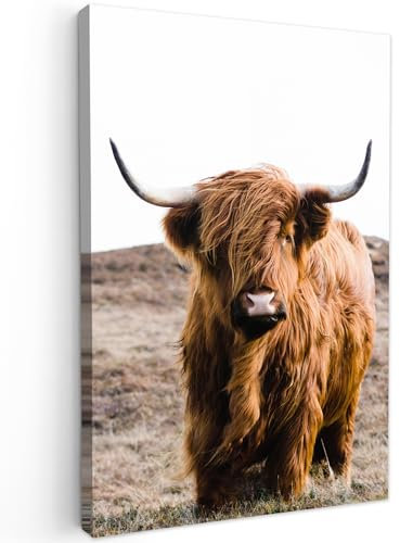 MuchoWow© Leinwand Bilder Groß 80x120 cm XXL Wanddeko Wohnzimmer Aesthetic Room Decor Deko Zimmer Wandbilder Modern Fotogeschenke Schottisches Hochlandrind - Landschaft - Kuh Bild - Braun - Natur