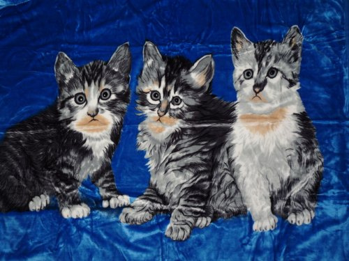 Kuscheldecke Tagesdecke Decke Motiv Katzen III - blau 160x200cm