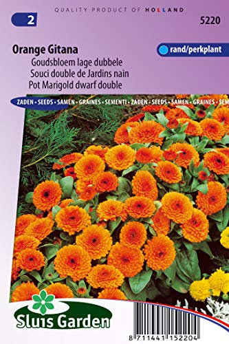 Topf Ringelblume Orange Gitana Zwerg Double Samen