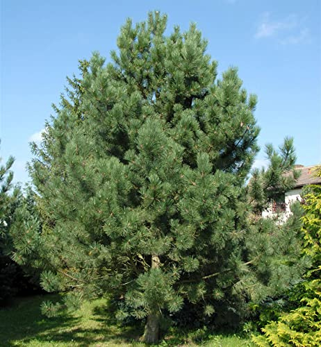 Österreichische Schwarz-Kiefer 40-60cm - Pinus nigra - lebende Gartenpflanze aus den Baumschulen