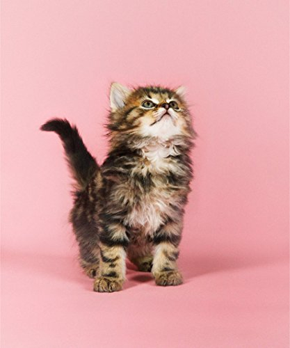 GoOpticians Cute Pink Cat Microfiber Glasses Cleaning Cloth Spectacle Microfibre Lens Wipe 15cm x 18cm