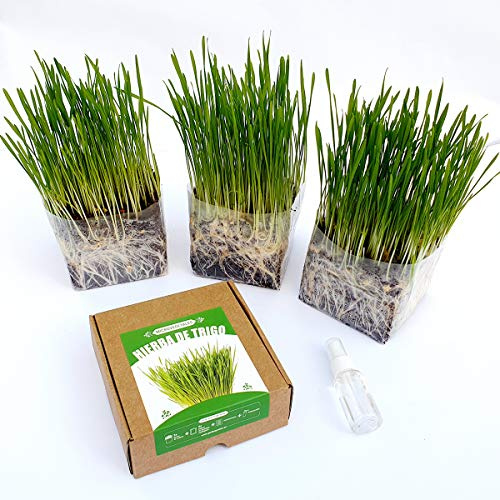 Garden Pocket Microvegetales Pop UP - Kit de Interior de germinados de Semillas ecológicas x3 (Hierba de trigo)