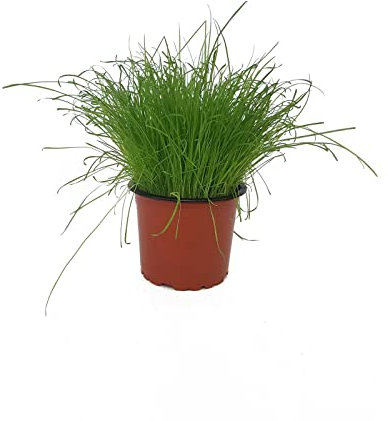 Hierba para Gatos DECOALIVE Planta Natural para las Mascotas