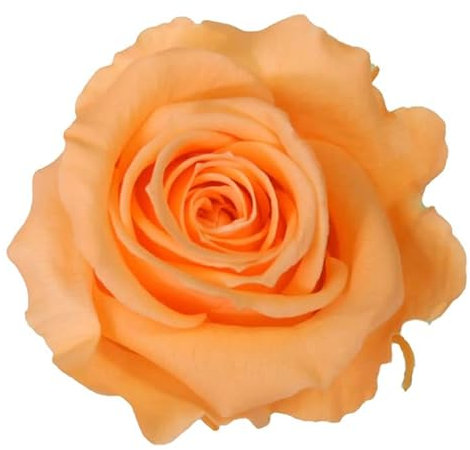 Générique VERDISSIMO Rose éternelle stabilisée Tige 55cm Diamètre 5 à 5,5cm (1, Pêche)