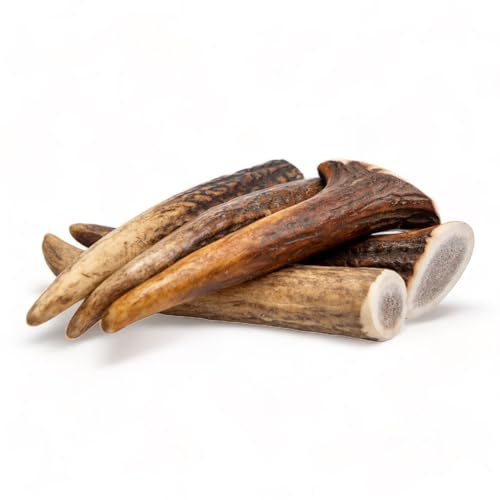 Dilecti Hirschgeweih für Hunde - Die robuste Geweihstange als Kauspielzeug. EIN widerstandsfähiger Kauknochen zur Stärkung der Kaumuskulatur- XS (5er Pack) Nicht halbiert