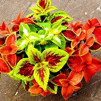 Semi PLAT Firm- 50PCs cinese Bonsai Coleus Semi Mini Laub Piante Perfekte Farbe Fall Topf fioriera per decorazione del giardino 6