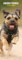Border Terrier 2025 schmaler Kalender