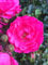 20x Bodendeckerrosen pink Bodendecker winterhart mehrjährig Bodendecker Rosen Rosa Noatraum reich blühende robuste Rose Sommerblüher (20x 1 Liter Topf)