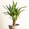 All Occasions, Yucca 1 Stem 60cm Real Indoor Plant for Home, Bedroom, Kitchen and Living Room, Perfect for Clean Air, Delivered Next Day Prime