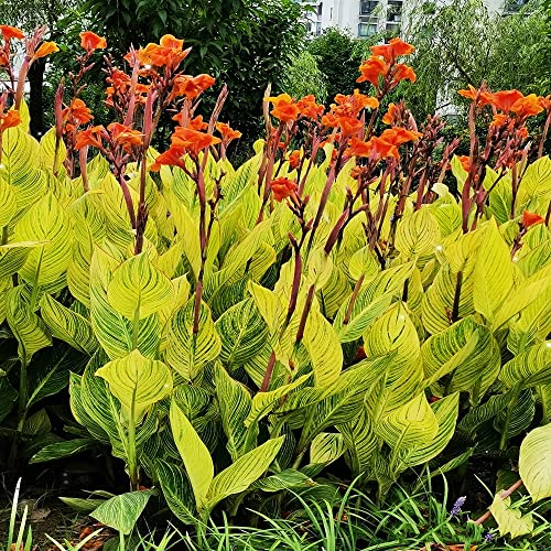 5 Stück canna Lily zwiebeln Cannas Knollen canna lilie Hydroponik - Seltene Pflanzen serie - garten dekopflanzen blumen kräutergarten geschenk hochbeet balkon blumendeko