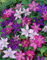 Natürlich,Blumen,Winterhartes,Clematis zwiebeln,können für Gartenarbeit,Lebende Pflanzen,Pflanzenzwiebeln,Clematis,Gartenzierblumen kultiviert werden-6 Zwiebeln-C