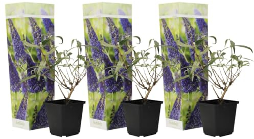 Plant in a Box - Buddleja Viola - Set di 3 - Lillà delle farfalle Resistente all'inverno - Lillà estivo - Cespuglio di farfalle - Vaso 9cm - Altezza 25-40cm