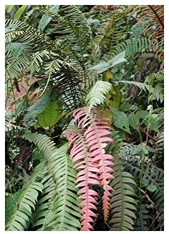 Blechnum fragile - Epiphytischer Farn - 10 Samen