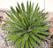 Agave Filifera Schidigera, fade leaf saftiges Aloepflanze seltenes Samens 50 SEEDS