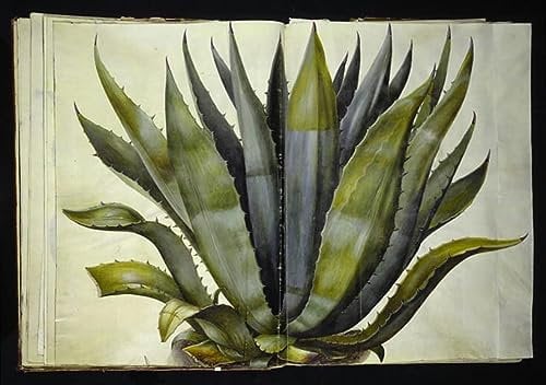 IPLUPJDY Bilder Moderne Kunst Gemälde WandgemäLde Agave by Hans Simon Holtzbecker Leinwand Malerei Poster für Wanddekoration 60x90cm