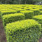 Liguster samen, liguster heckenpflanzen, gartenpflanzen winterhart mehrjährig hecke，gartendeko für draußen deko garten，pflanzen für draußen pflanztöpfe，säulenobst，nachhaltige geschenke 100pcs