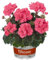 Geranie, lachs, stehend, Topf-Ø 13 cm, 6 Pflanzen
