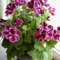 Balkon Topf Rote und weiße Geranien Blumensamen Topfpflanzen DIY Hausgarten 20 Stücke/Los Himmelblau