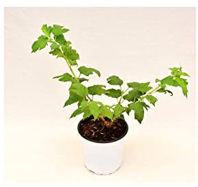 Pianta Viburno Opulus - Dimensione Vaso Vaso 7cm